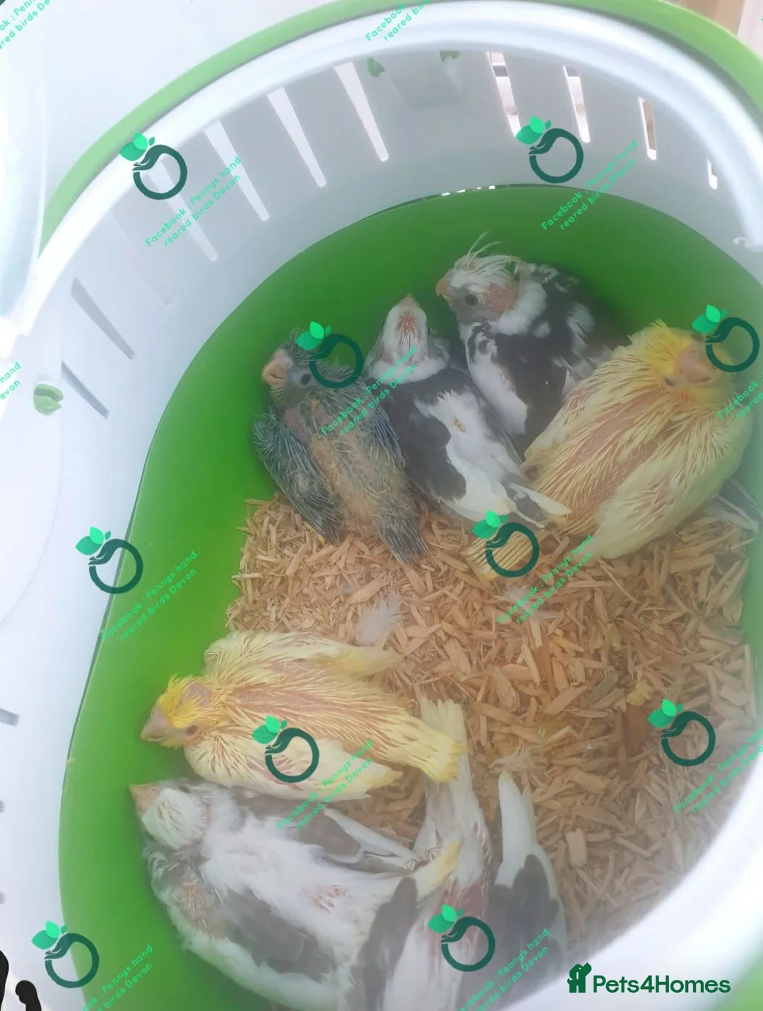 Cockatiels birds for sale: 4 reserved *Hand reared Baby cockatiels available - Advert 2