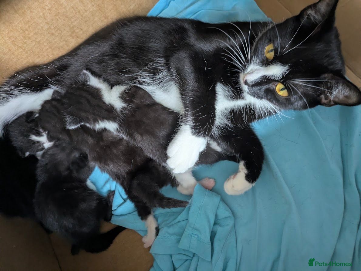Mixed Breed cats Beautiful Kittens – 1 Boy & 4 Girls - Advert 6