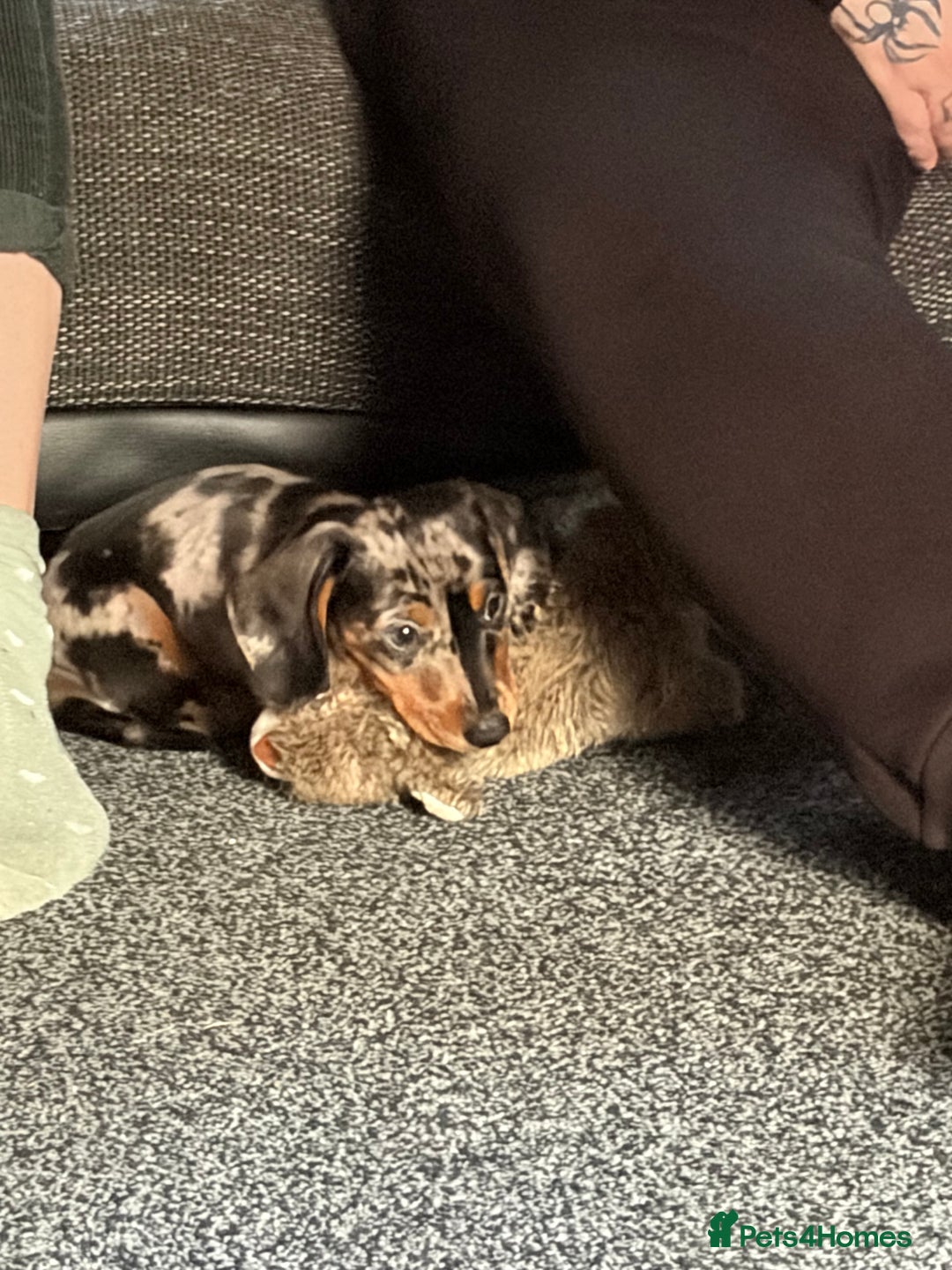Dachshund dogs for sale: hugo  - Advert 2