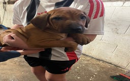 Rhodesian Ridgeback dogs for sale: Fabulous Rhodesian Ridgeback girls - Image 6