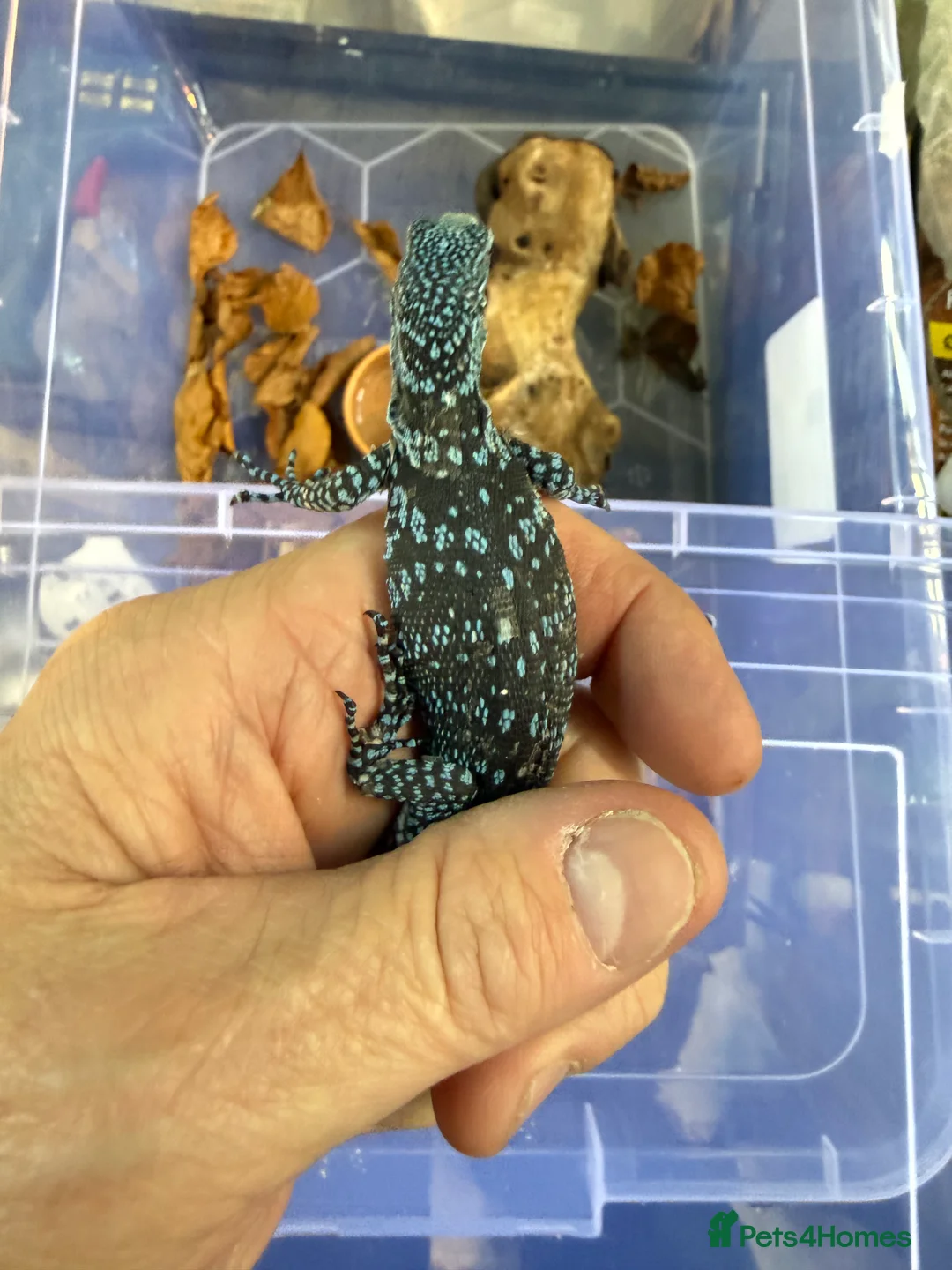 Monitor reptiles for sale: Blue Tree Monitor CB baby - Advert 2
