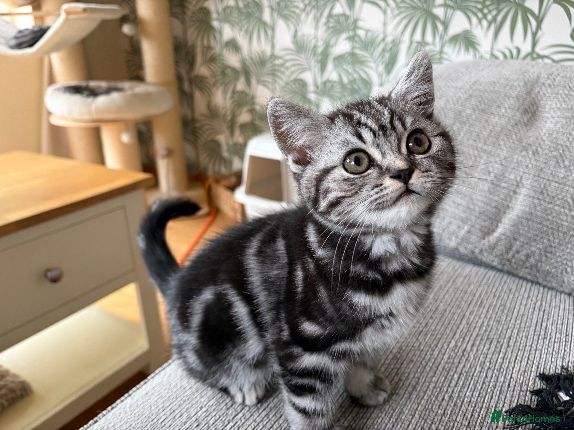 British Shorthair cats  Black silver tabby British shorthair kittens  - Advert 1