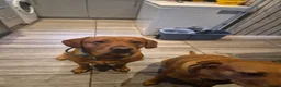 Labrador Retriever dogs for stud: Fox red Labrador for stud  - Advert 4