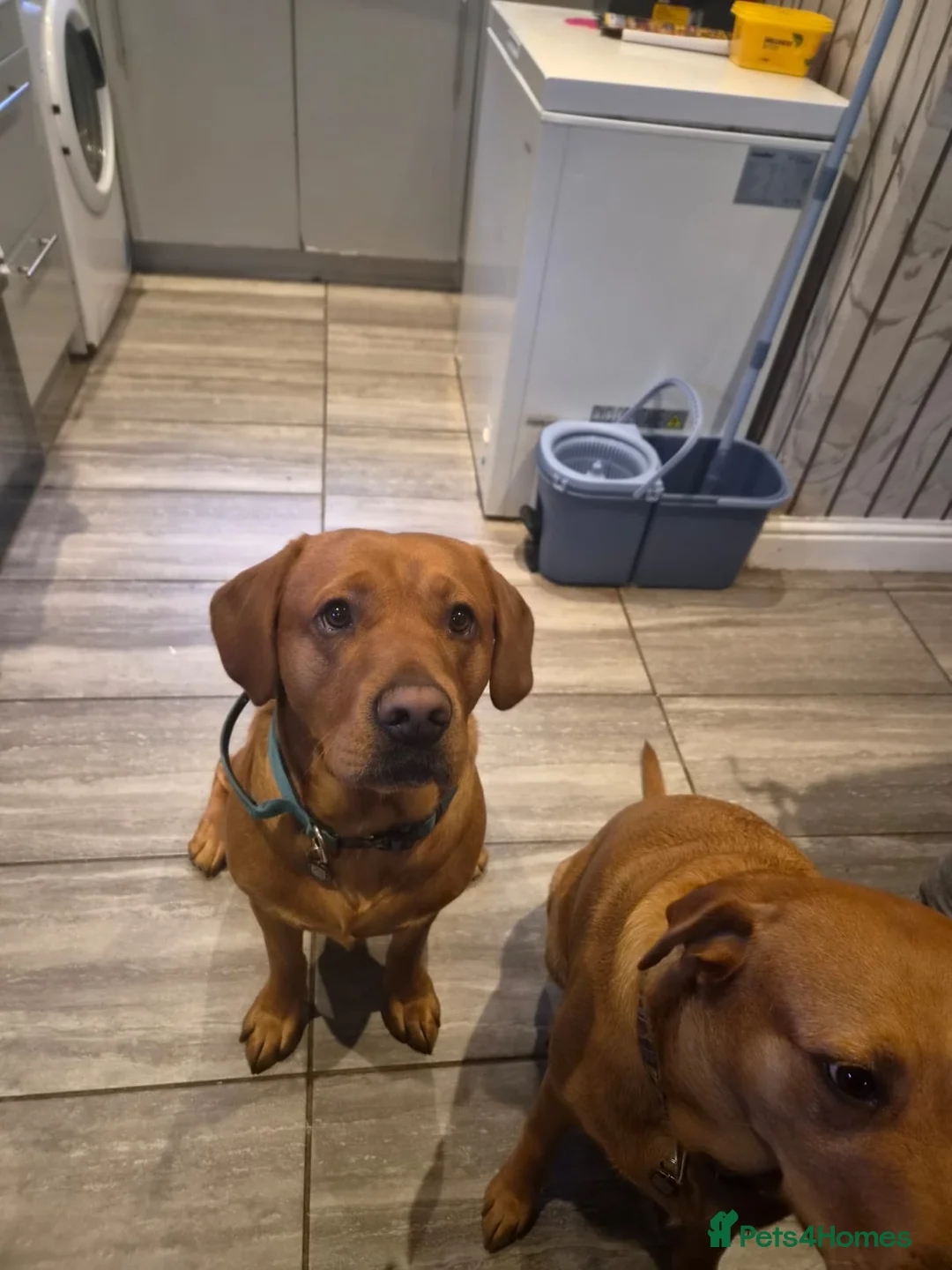 Labrador Retriever dogs for stud: Fox red Labrador for stud  - Advert 4