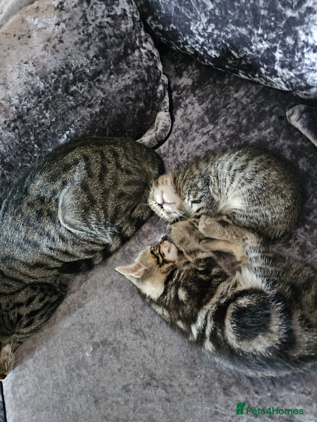 Mixed Breed cats for sale: Part Bengal kittens - Advert 2