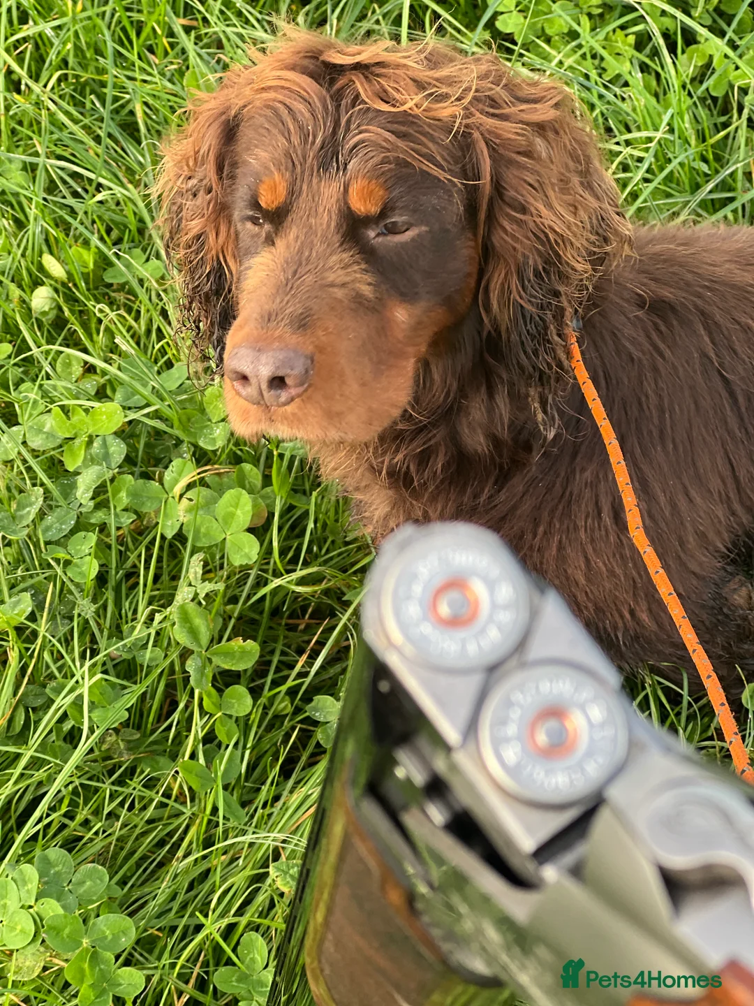 Cocker Spaniel dogs for stud: Proven Stud - Working Cocker Spaniel in Middlewich - Advert 34