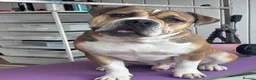 Dorset Olde Tyme Bulldogge dogs for stud: Rocky  in Halifax - Advert 4