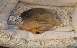 Pomeranian dogs for sale: Gorgeous female Pomeranian Terrier Mix 1 Left! - Image 3