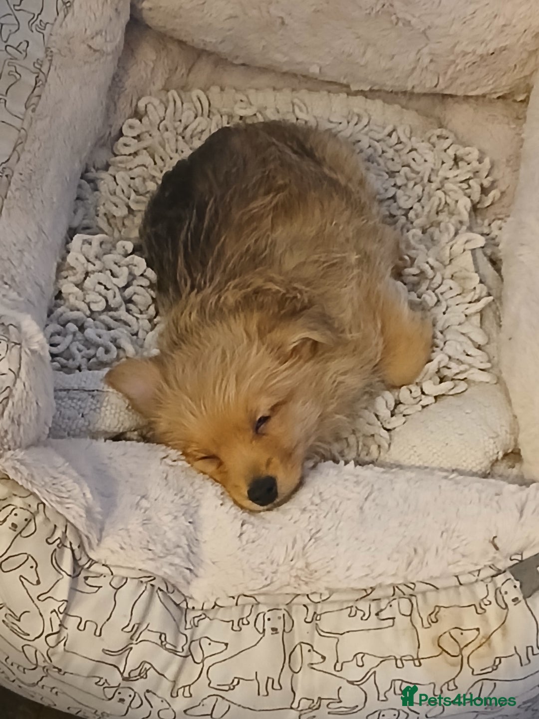 Pomeranian dogs for sale: Gorgeous female Pomeranian Terrier Mix 1 Left! - Image 3