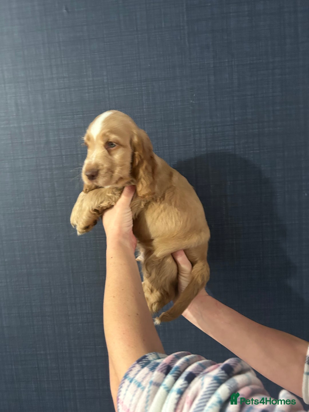 Cocker Spaniel dogs for sale: Gorgeous show type cocker spaniel  - Image 6