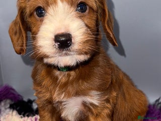 Cockapoo dogs Stunning F1 Cockapoo Puppies - Advert 6