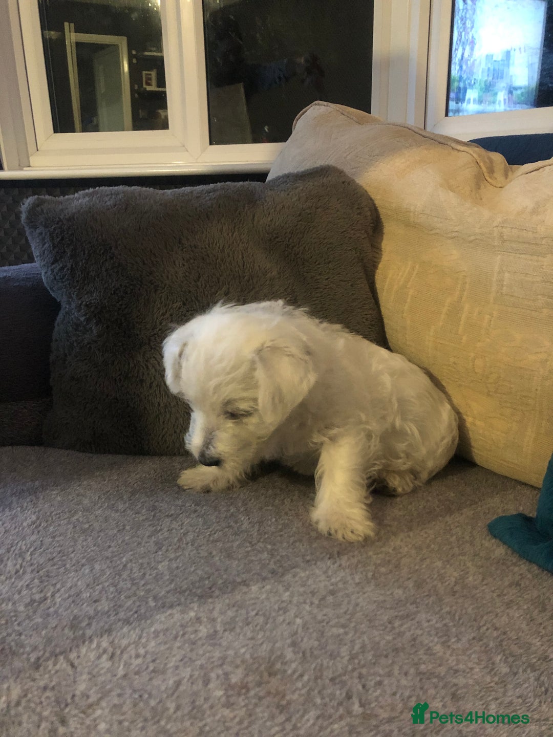 West Highland Terrier dogs for sale: Beautiful west highland puppies for sale - Image 12