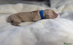 Mini Goldendoodle dogs for sale: Miniature Goldendoodle F1b Puppies - Advert 13