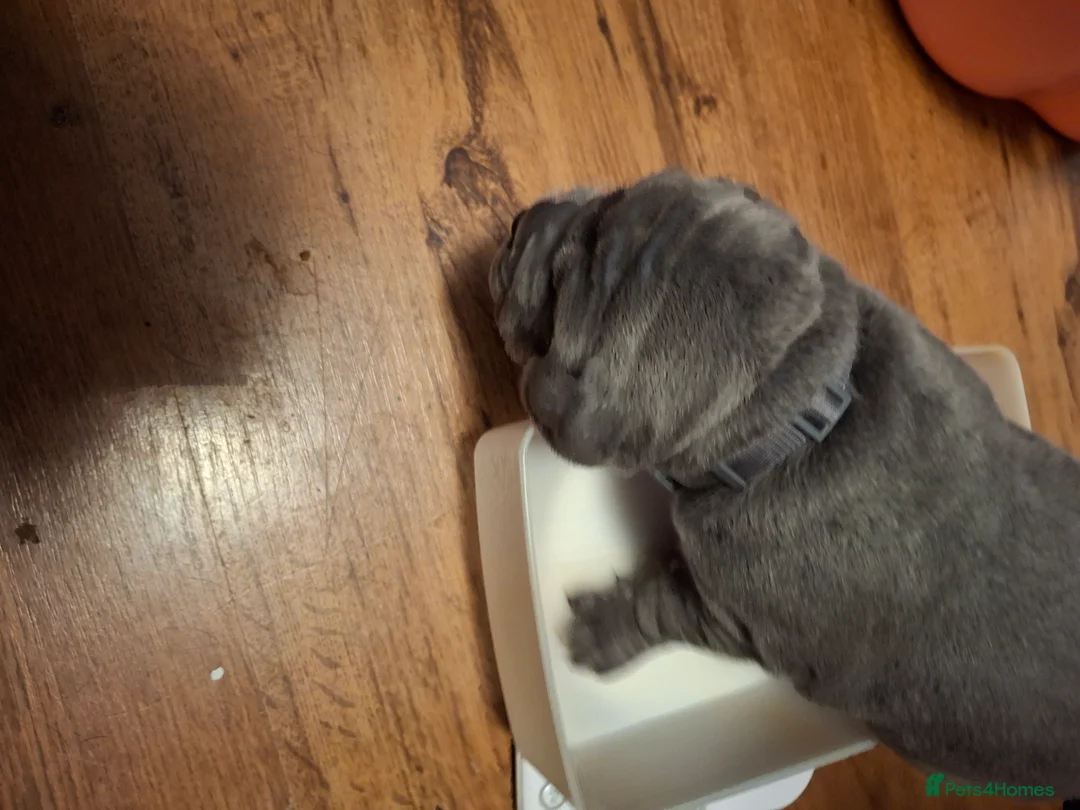 Cane Corso dogs for sale: Amazing ICCF Cane Corso Puppies - Advert 15