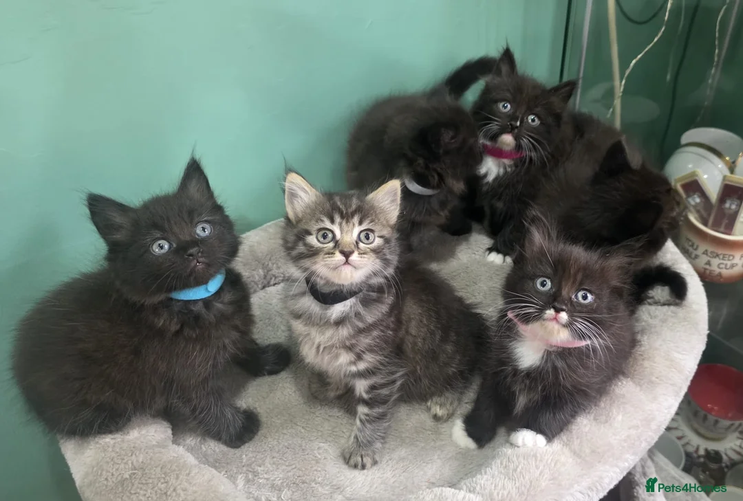 Ragdoll cats for sale: Ragdoll Persian X kittens  - Advert 1