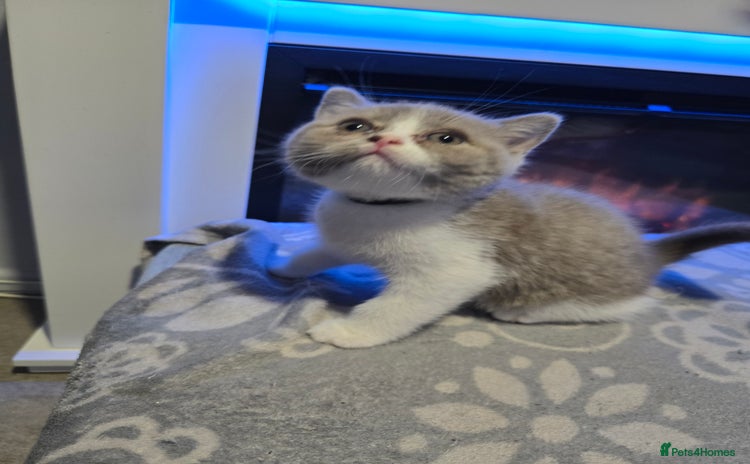 British Shorthair cats - Advert 2