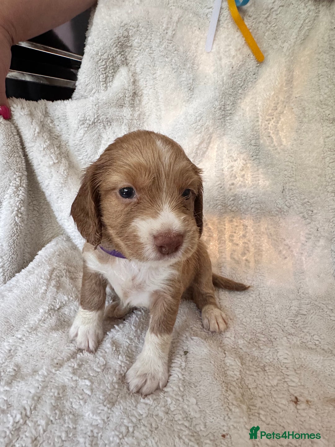 Sprocker dogs for sale: Gorgeous Homebred Sprocker Puppies - Image 6