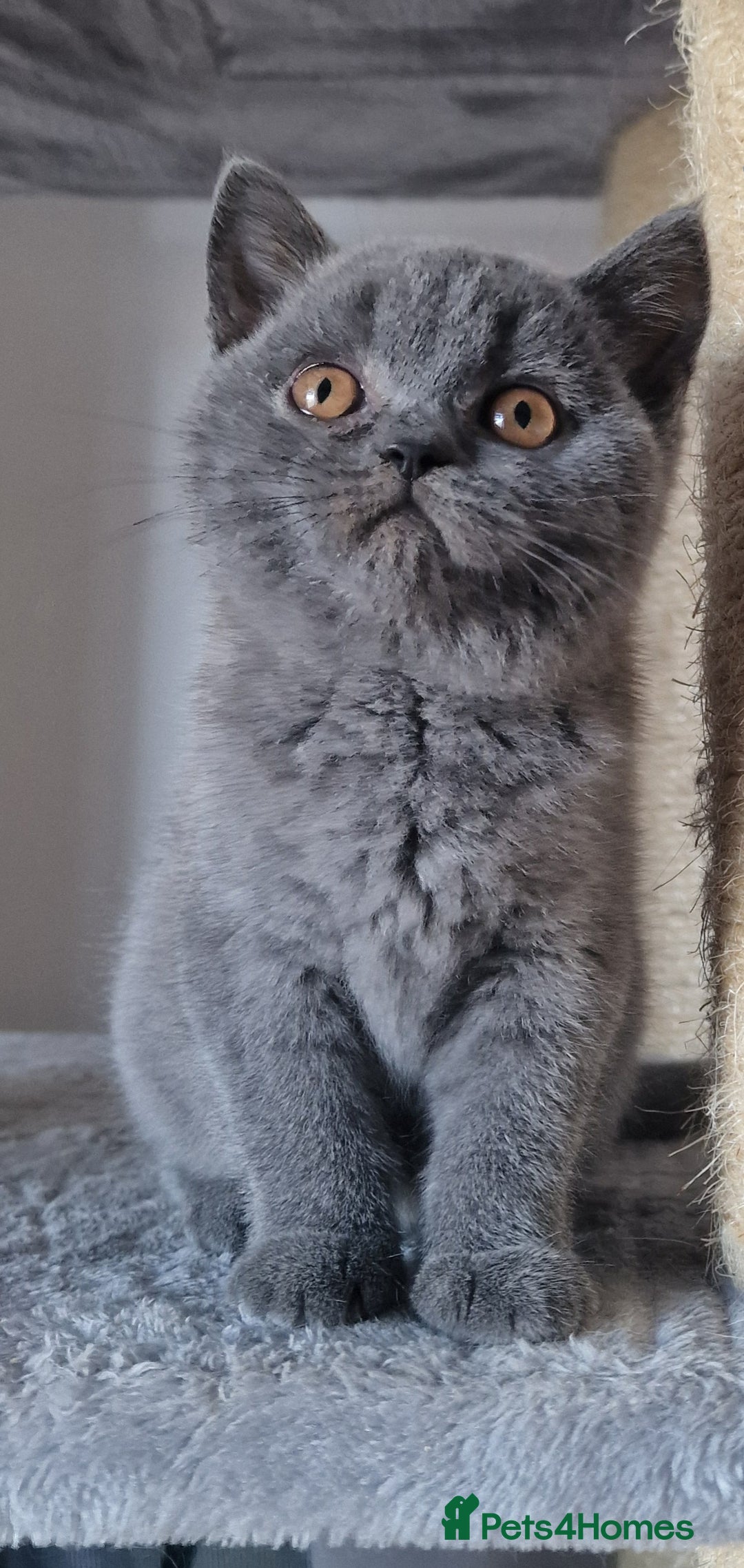 British Shorthair cats for sale: Tica Active registered Blue British Shorthair girl - Image 14