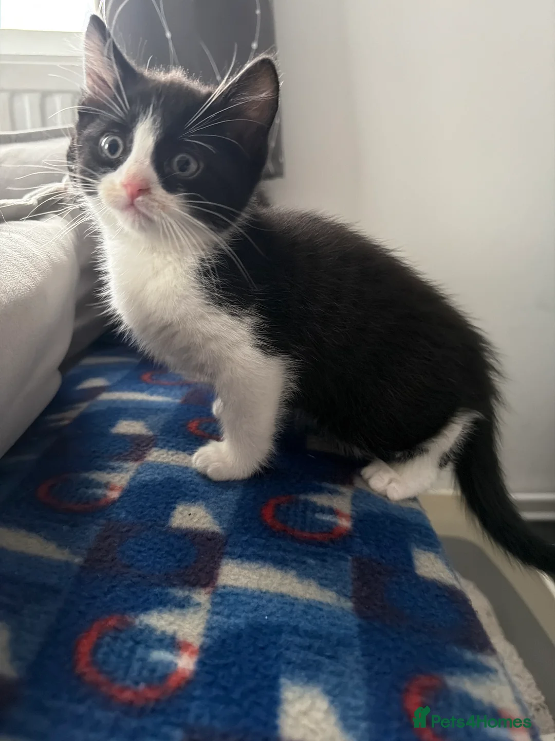 Russian Blue cats for sale: Persian Russian blue mixed with tabby kittens - Advert 3