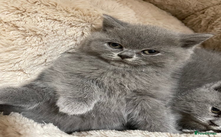 British Shorthair cats - Advert 2
