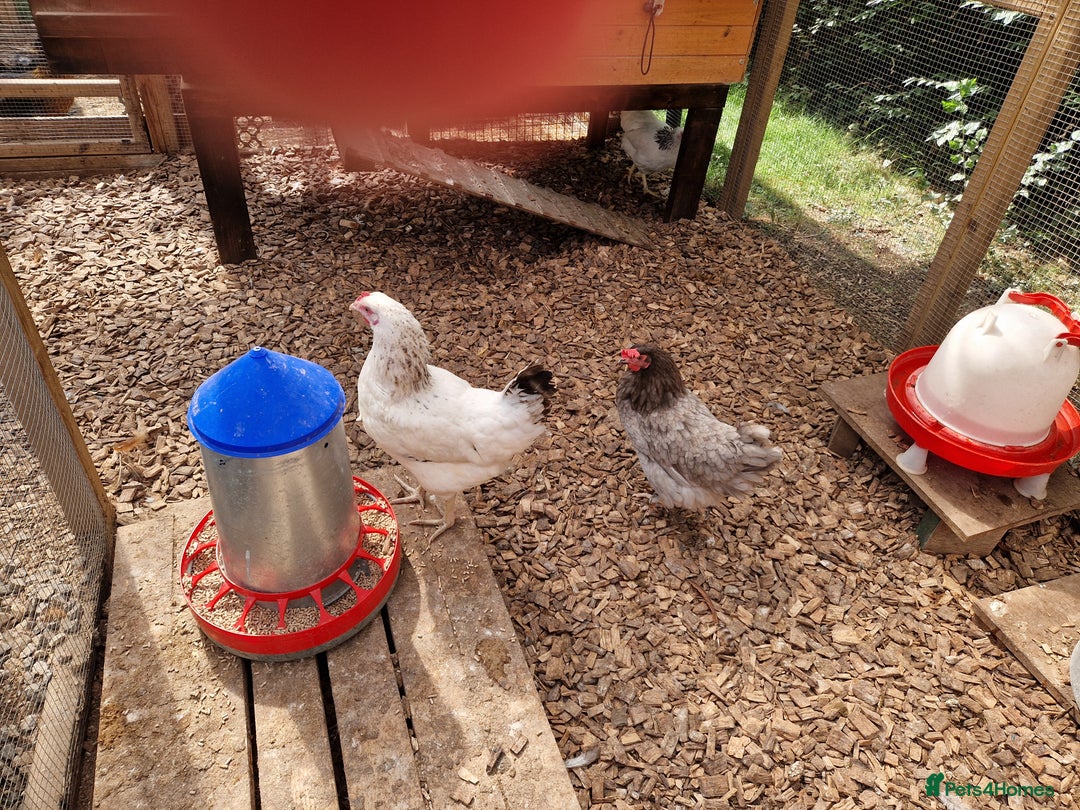 Chickens poultry for sale: Hybrid Chickens for sale  - Image 2