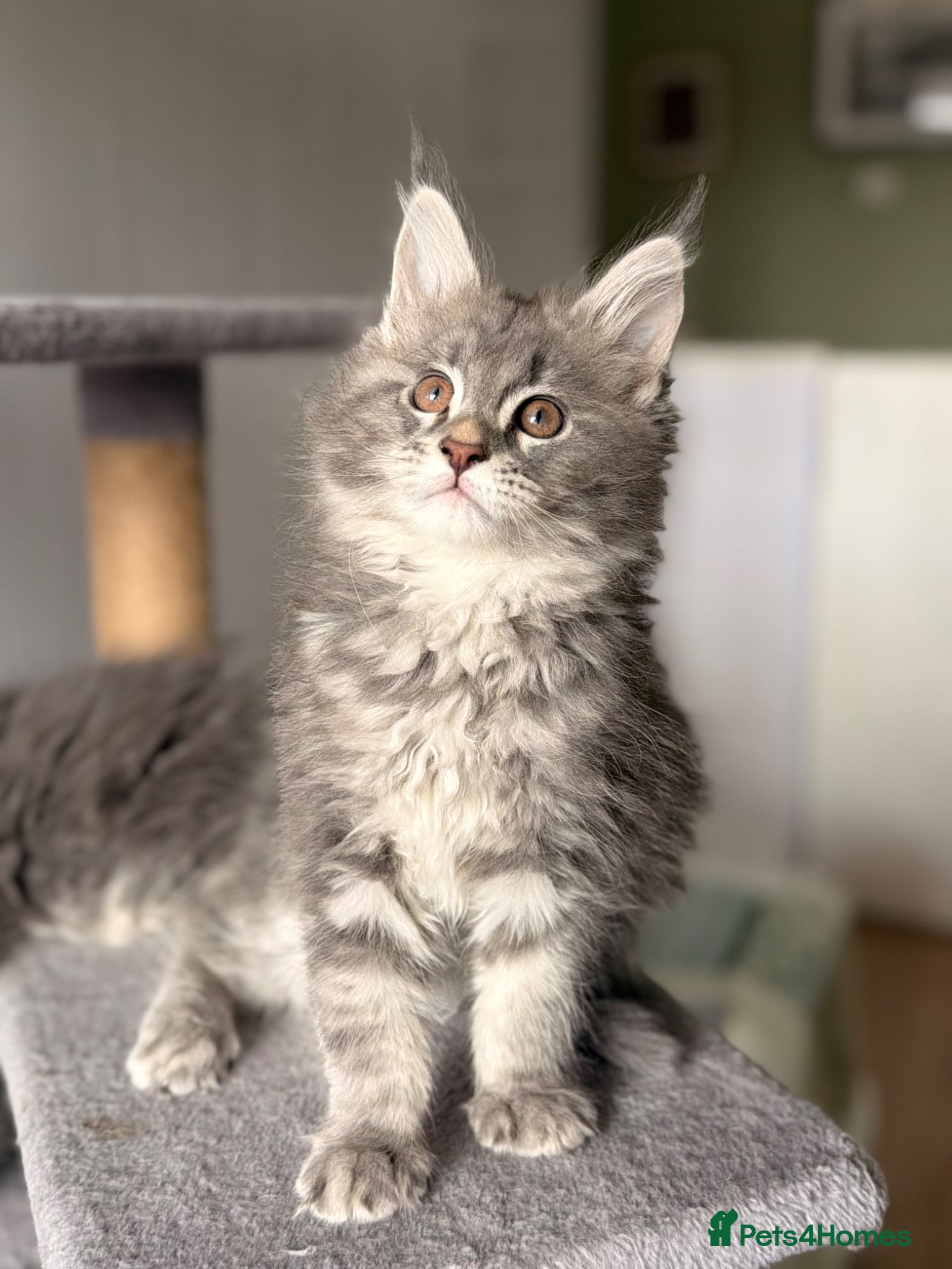 Maine Coon cats ❤️READY NOW❤️ Maine coon kittens - Advert 3