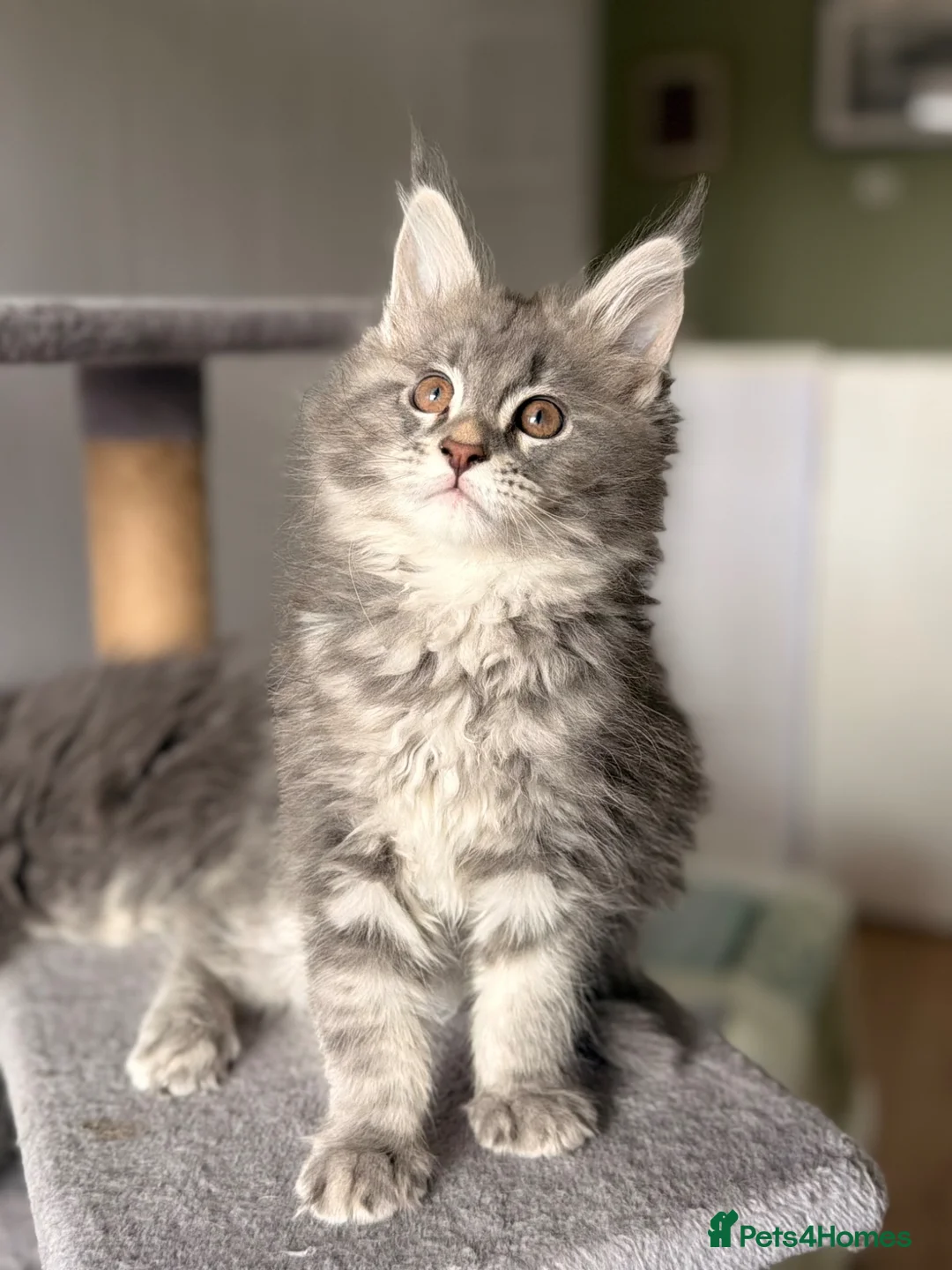 Maine Coon cats for sale: ❤️READY NOW❤️ Maine coon kittens - Advert 1