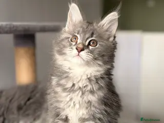 Maine Coon cats ❤️READY NOW❤️ Maine coon kittens - Advert 3