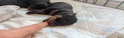 Rottweiler dogs for sale: Beautiful rottweiler pups in Exeter - Advert 7