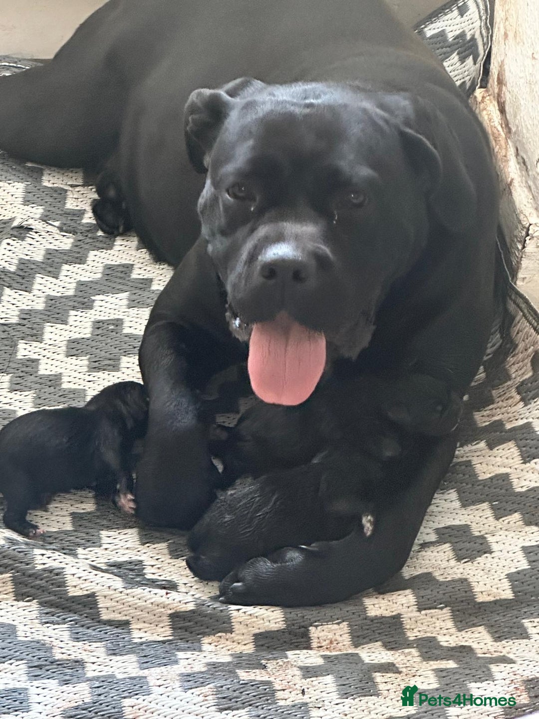 Cane Corso dogs for sale:  CANE CORSO Family Guardians  Loyal friends - Advert 9