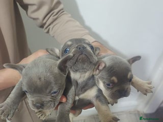 French Bulldog dogs - Advert 2