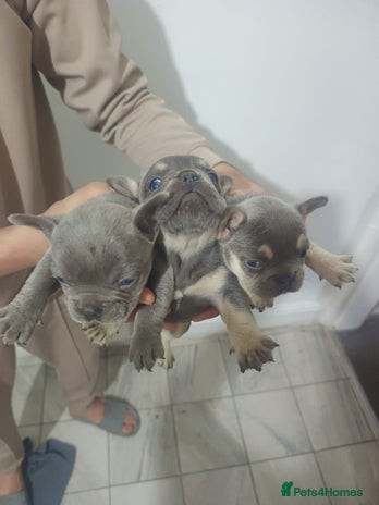 French Bulldog dogs - Advert 4