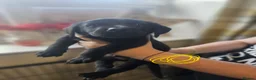 Labrador Retriever dogs for sale: Outstanding litter of 7 KC Reg Labrador Pups - Advert 34