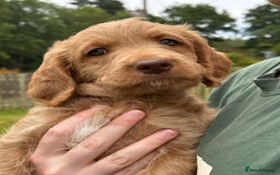 Labradoodle dogs for sale: Beautiful Puppies Ready for the Summer Holidays - Image 11