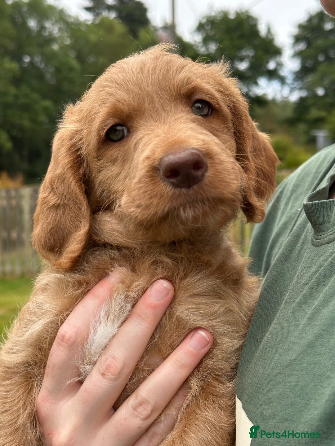 Labradoodle dogs for sale: Beautiful Puppies Ready for the Summer Holidays - Image 11