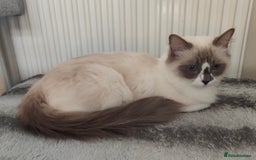 Ragdoll cats for sale: Ragdoll  - Image 5