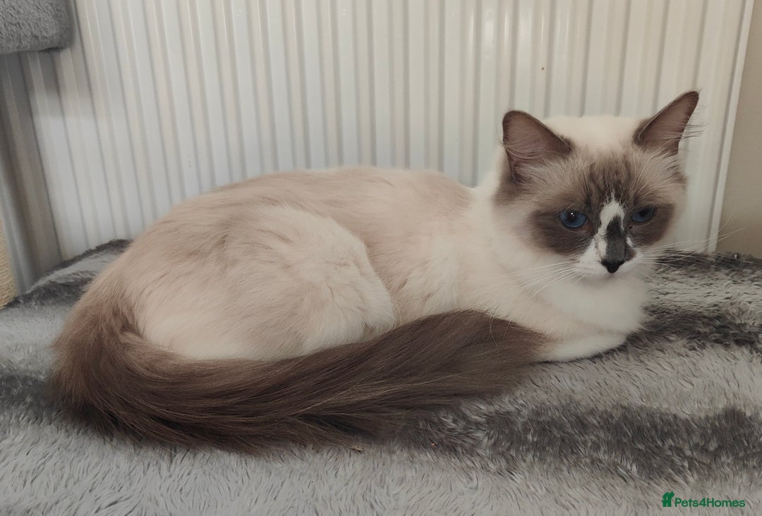 Ragdoll cats for sale: Ragdoll  - Image 5
