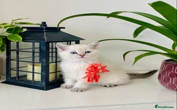Ragdoll cats for sale: Ragdoll X British  - Image 3