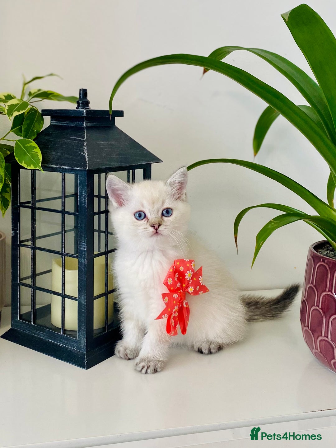Ragdoll cats for sale: Ragdoll X British  - Image 3