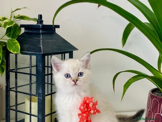 Ragdoll cats - Advert 2