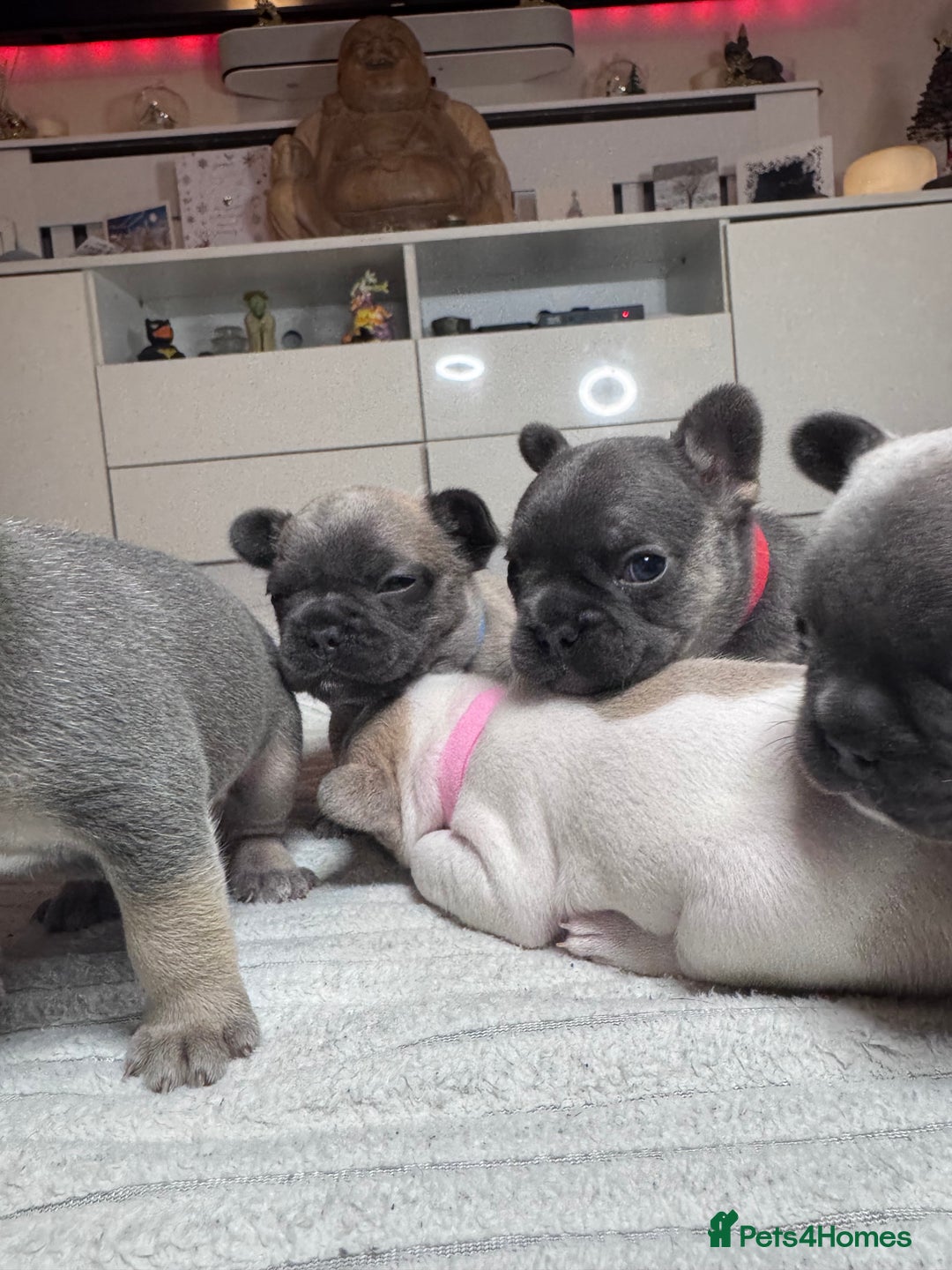 French Bulldog dogs for sale: French Bulldog puppies for sale  - Advert 3