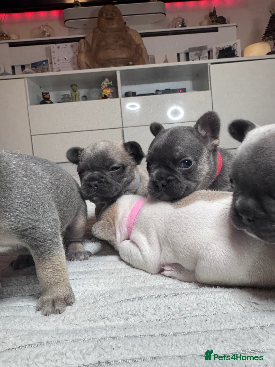 French Bulldog dogs for sale: French Bulldog puppies for sale 1 LEFT  - Advert 3