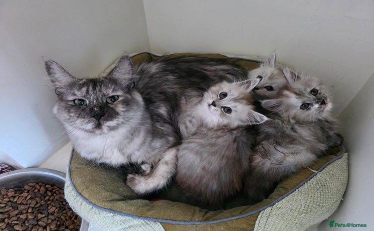 Maine Coon cats - Advert 8