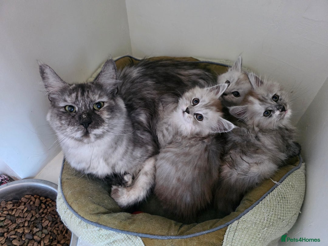 Maine Coon cats for sale: Pedigree TICA Maine Coon Kittens  - Image 1