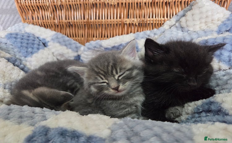 Mixed Breed cats - Advert 4