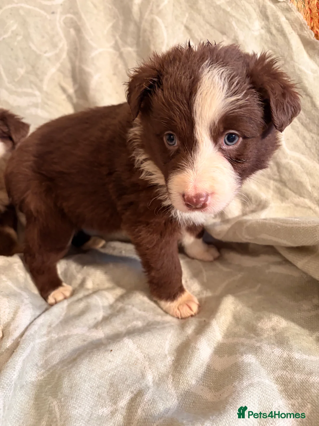 Border Collie dogs for sale: HEALTH TESTED CLEAR PARENTS BORDER COLLIE PUPS - Advert 3