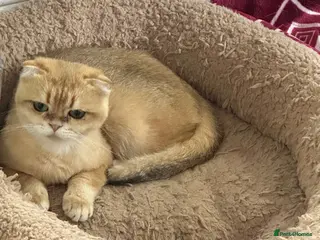 Scottish Fold cats Scottish fold - Advert 2