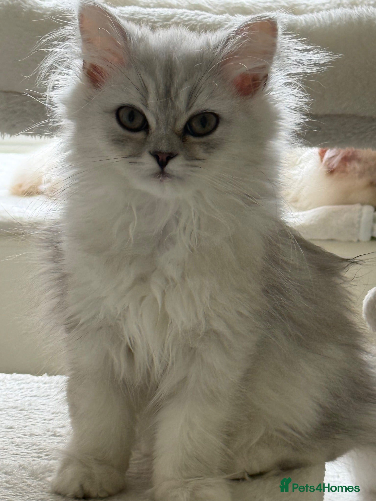 Persian cats Fully vaccinated last little kitten girl  - Advert 13