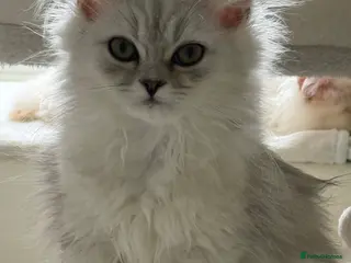 Persian cats Fully vaccinated last little kitten girl - Advert 13