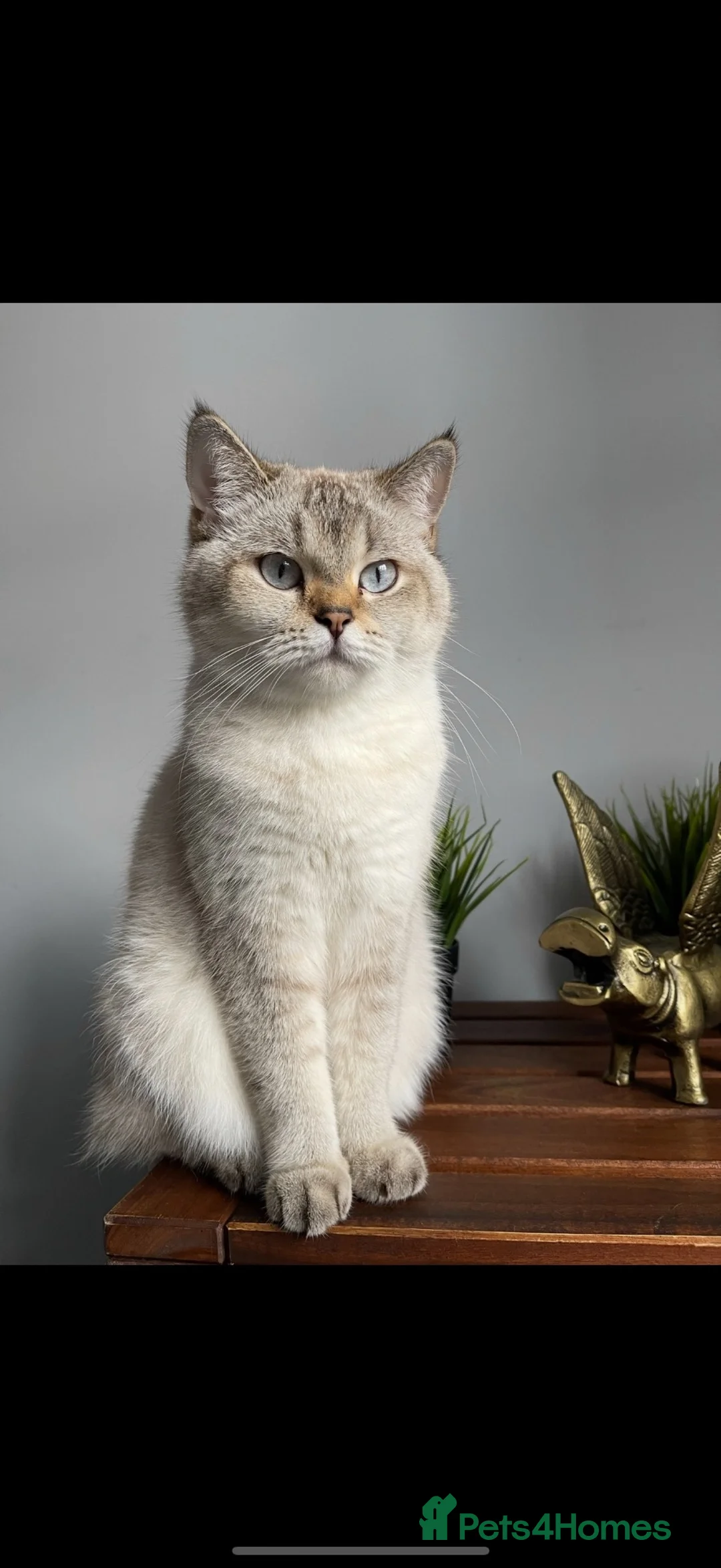 Mixed Breed cats for sale: British shorthair mixed breed - Advert 1